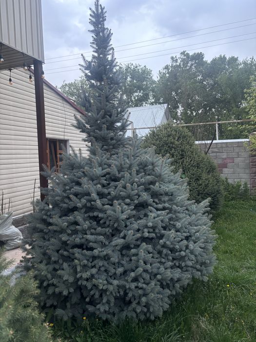 Продам голубые ели Глаука