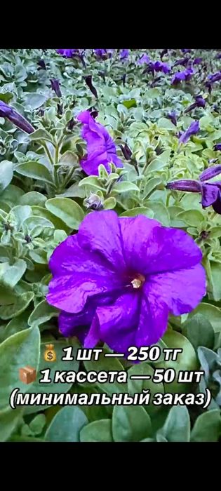Продам петунии КШТ