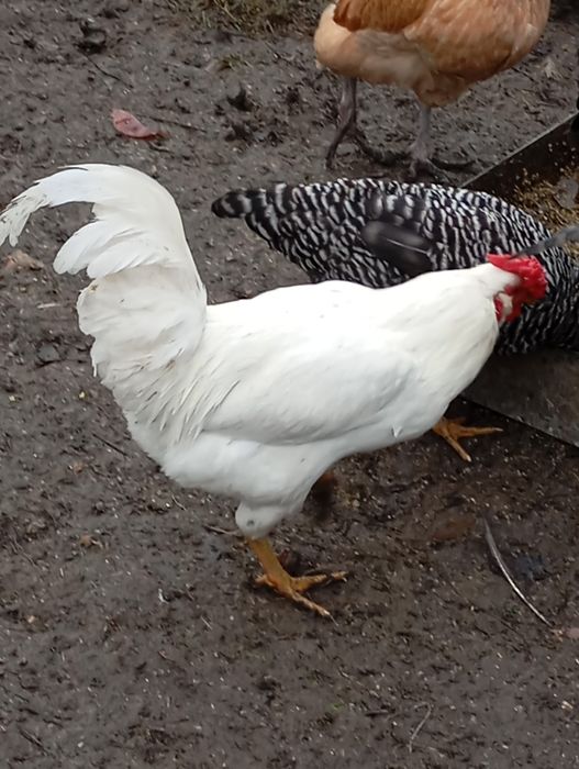 Cocoși pitici și medii de vânzare