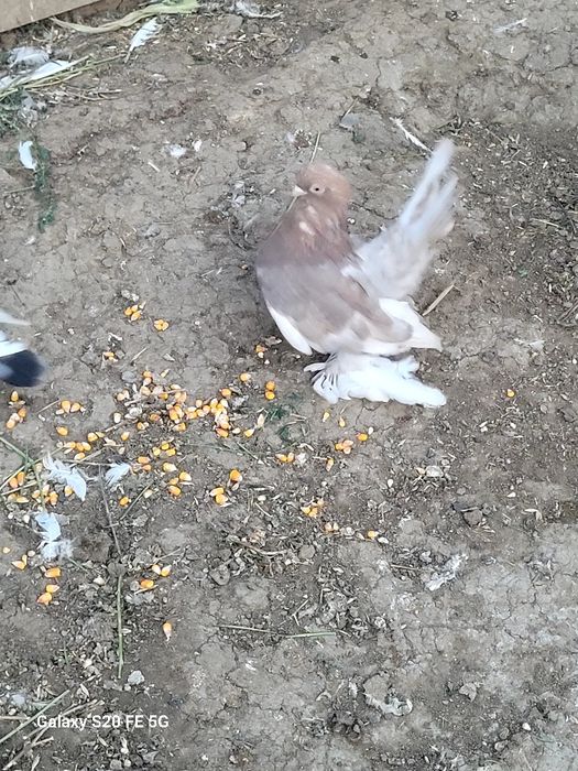 Vând porumbei de ornament și voiajori