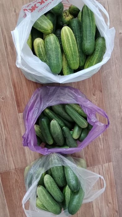 Продам свежие огурцы