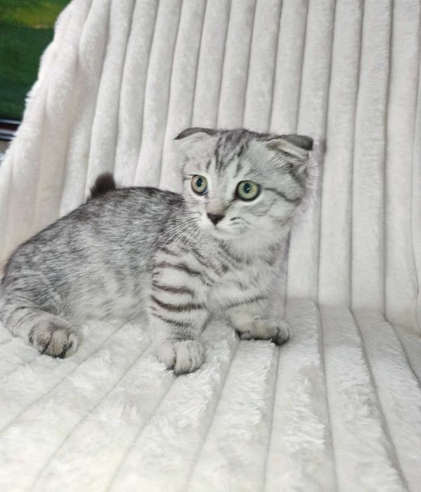 Продается котенок манчкин. мальчик
