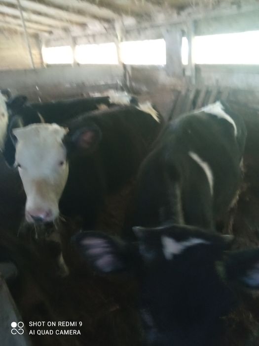 Vând vitei de 5 luni