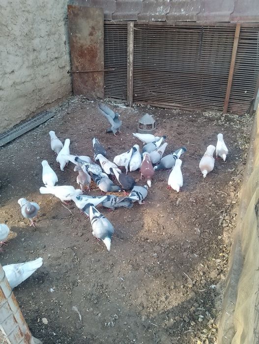 Vand porumbei voiajori germani 6 bucăți albi,preț 50 lei bucata