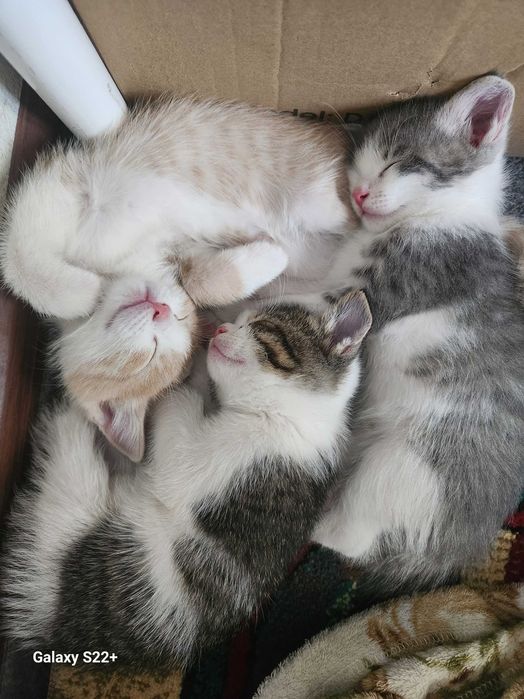 Ginekologdagi mitti ayollarning yashirin kamerasi