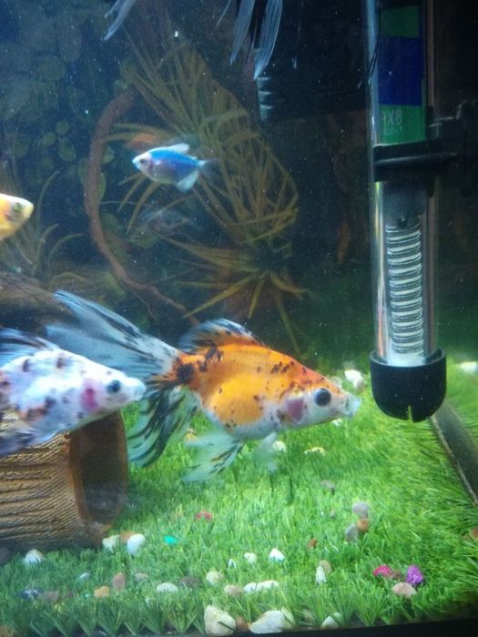 Baliq sotiladi 1 dina