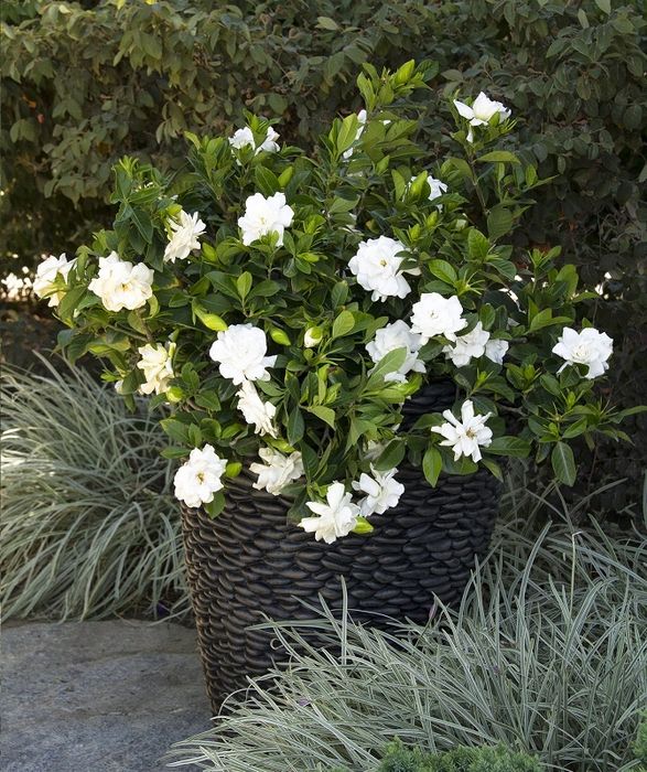 Гарденията (Gardenia jasminoides)