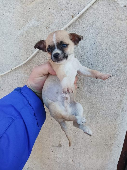 Чихуахуа бебе мъжко