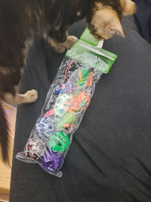 Бенгалско коте на 3 месеца заедно с неговите пренадлежности