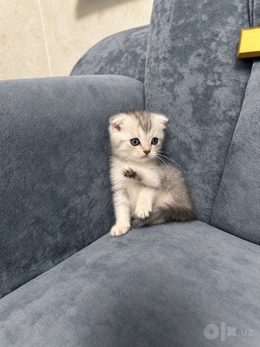 Котята  от правильной вязки ПРОДАЮТСЯ