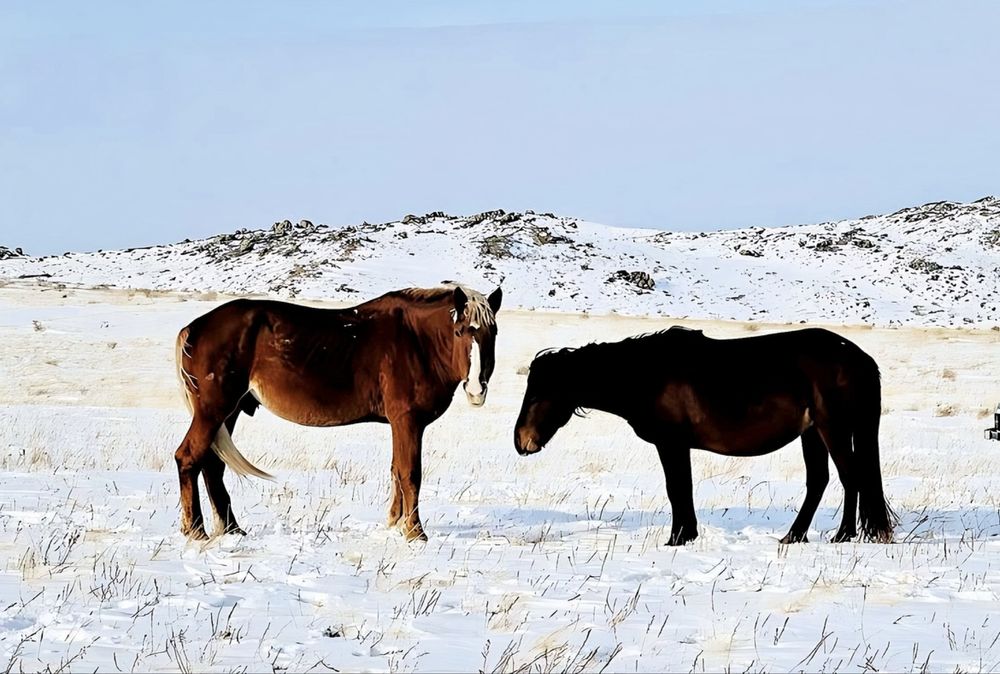 Полутяж құнан сатылады