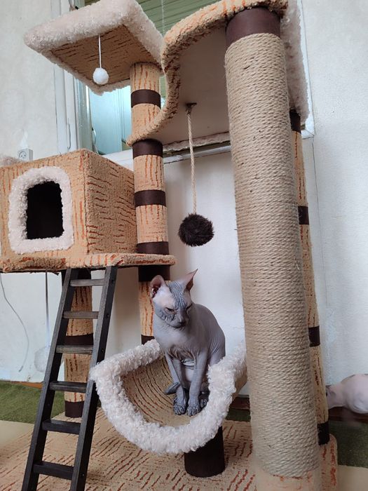 Канадский сфинкс