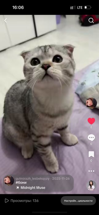 Сдается кот для вязки