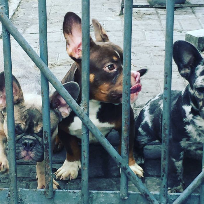 американский булли