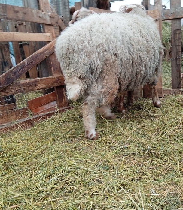 Berbec awassi avas pentru prăsilă