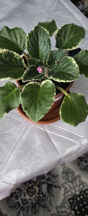 Xonaki gullar sotiladi.