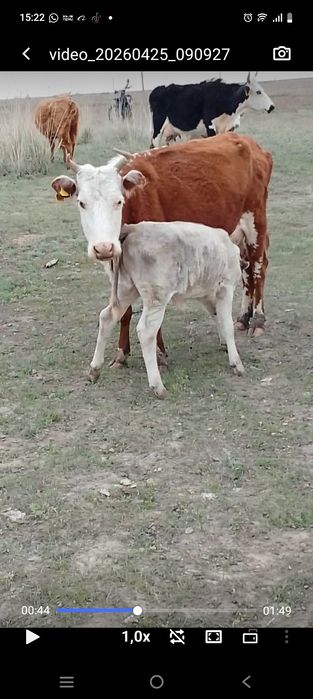 Бұзаулы сиырлар сатылады