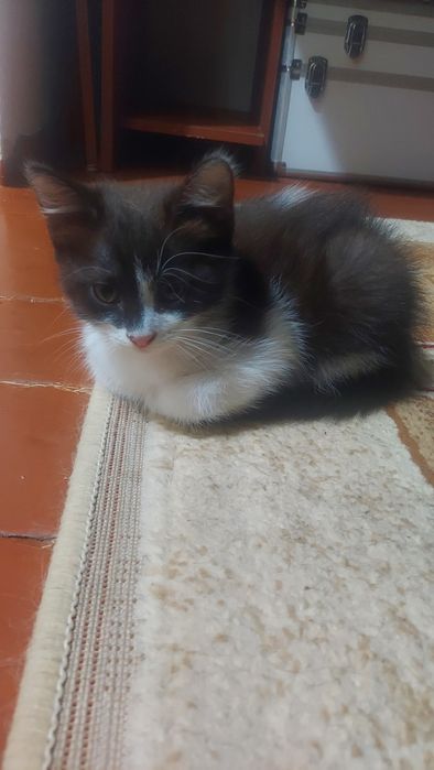 Отдам котят добрые руки