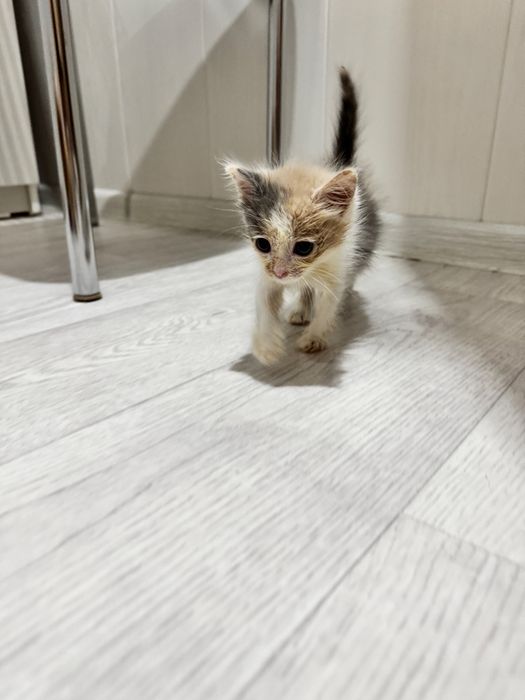 Котенок девочка  ищет дом! Костанай ! Привезем !