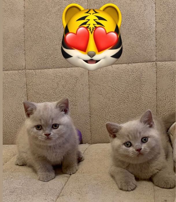 Лиловые британские котята!)