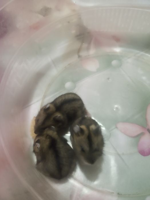 Джунгарские хомяки