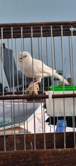 Канарейка самка готовая к паровке, не работала еще