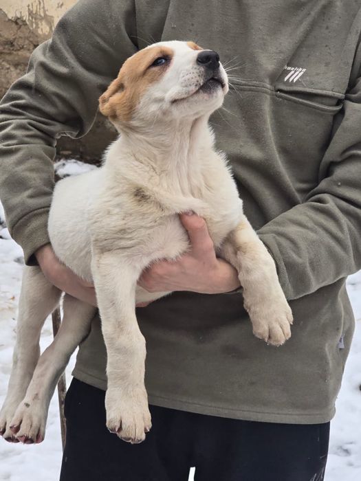 Продам щенков Алабая