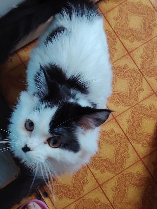 Белый пушистый шотландец мальчик