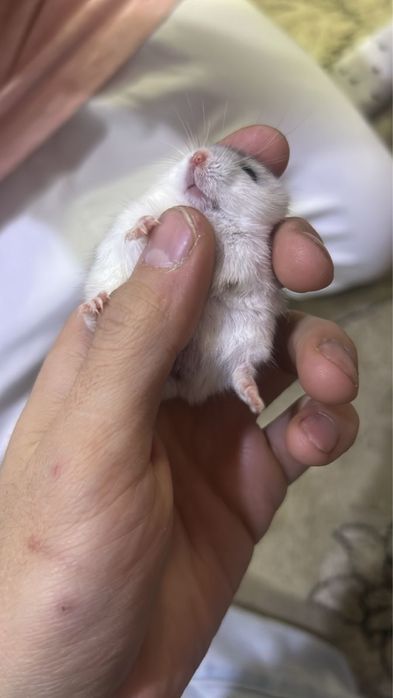 Джунгарские хомяки