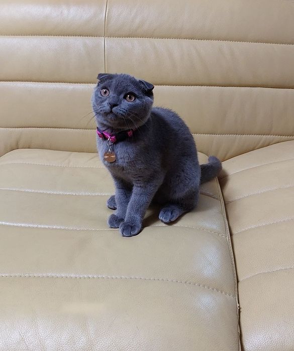 Продаются котята