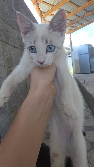 Отдам даром два котёнка