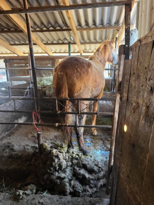 Төрт жасар бие семіз