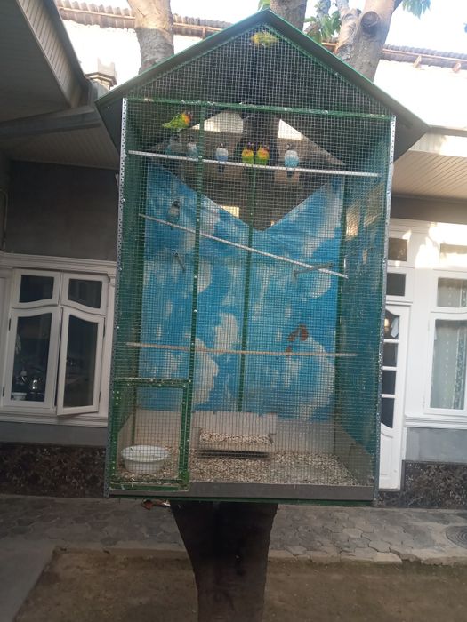 Totilar sotiladi hammasi..