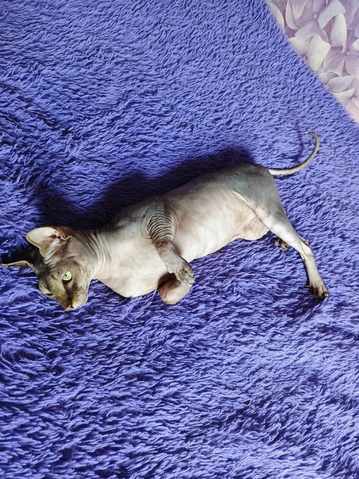 Вязка канадский сфинкс