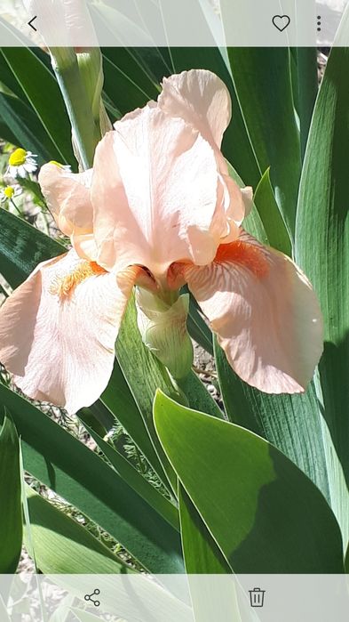 Ирисы, хризантемы и др.