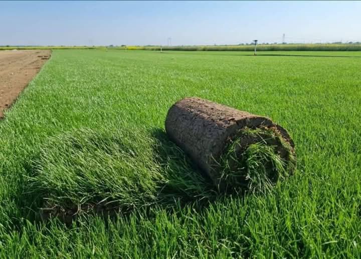 Vând și montez gazon Rulou și sistem de irigare