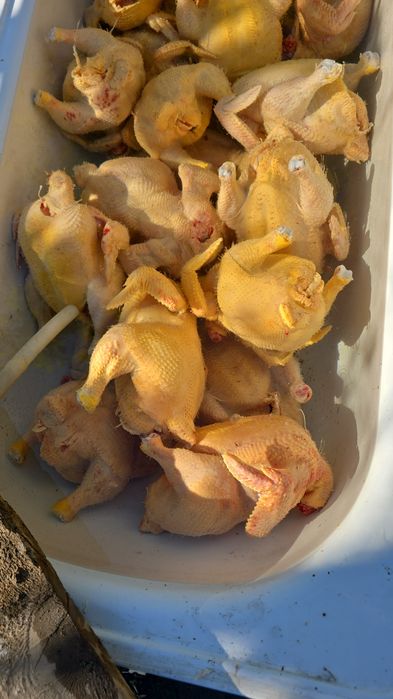 Куры живым весом  цена 1200