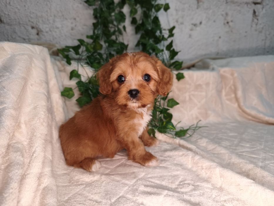 Vand baietel Cavapoo red F1 ( Pasaport)