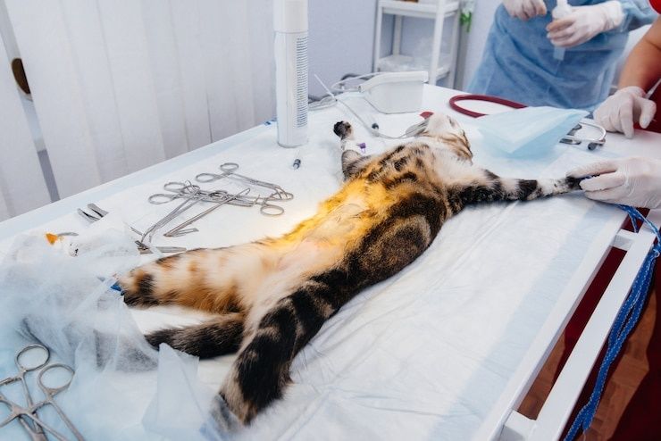 Veterinariya xizmati