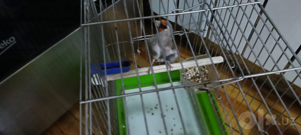 Sava sotiladi norchi