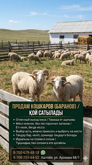 Продам крупных кошкаров (баранов)