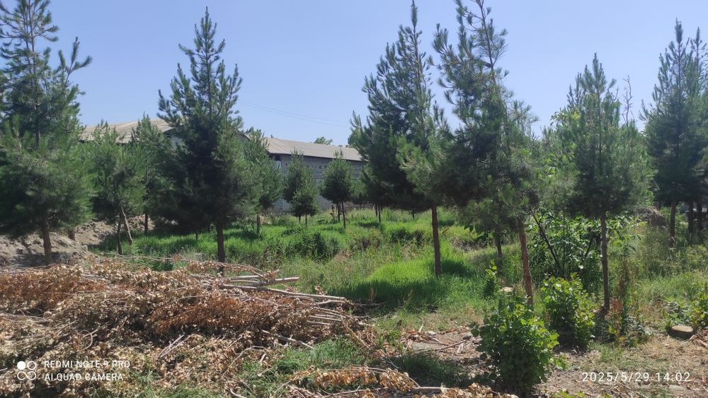 Bassen uchun mõljallanga. 10.5 sotix yer maydoni sotiladi atrofi õralg