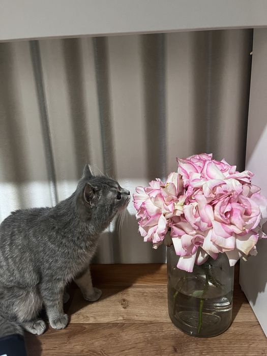 Отдаю в хорошие руки