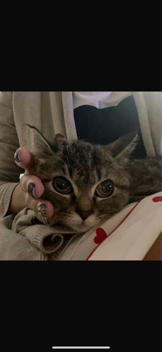 Кошечка домашняя