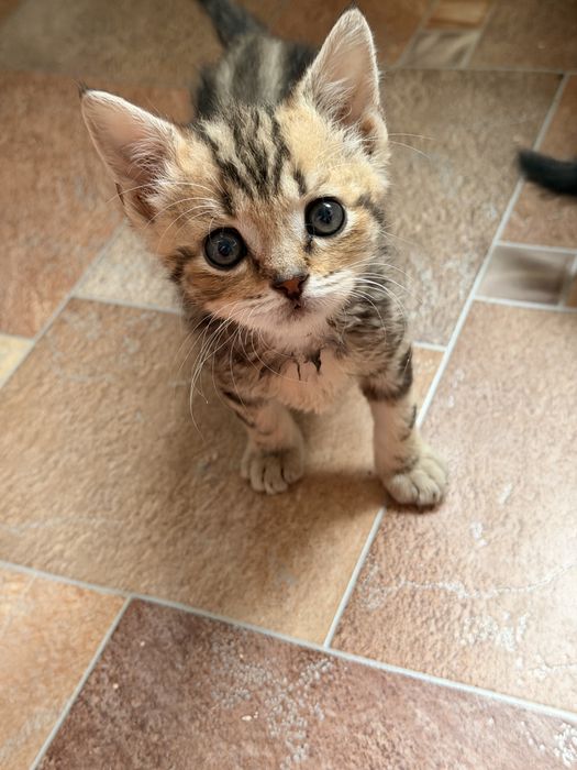 Котята породы скоттиш страйт 2мес