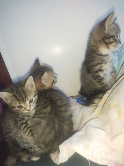 Отдам котят лапочек СРОЧНО