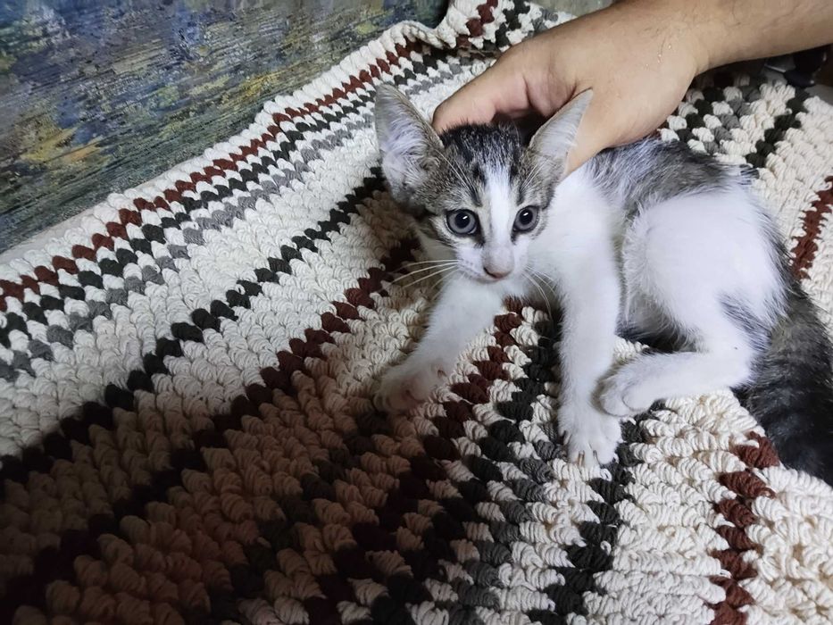 Pui pisica adoptie