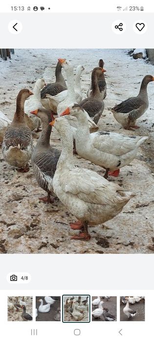 Гуси  домашние  молодые