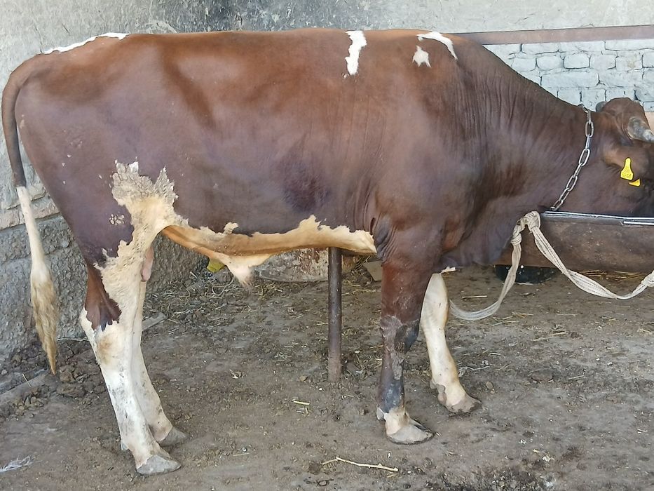 Buqa sotiladi gibrit