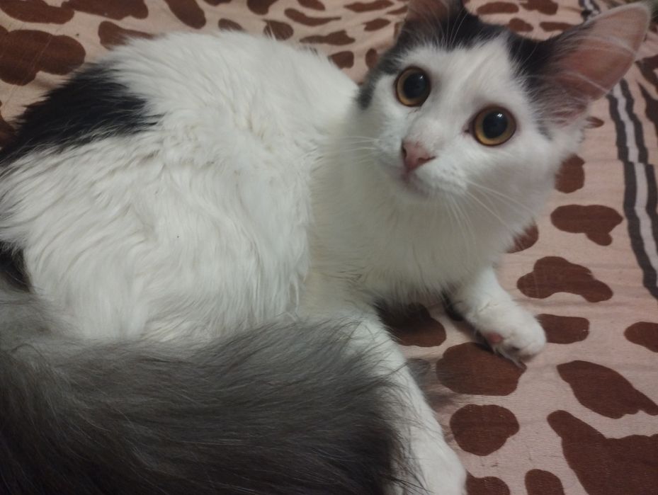 Отдам кота в добрые руки.